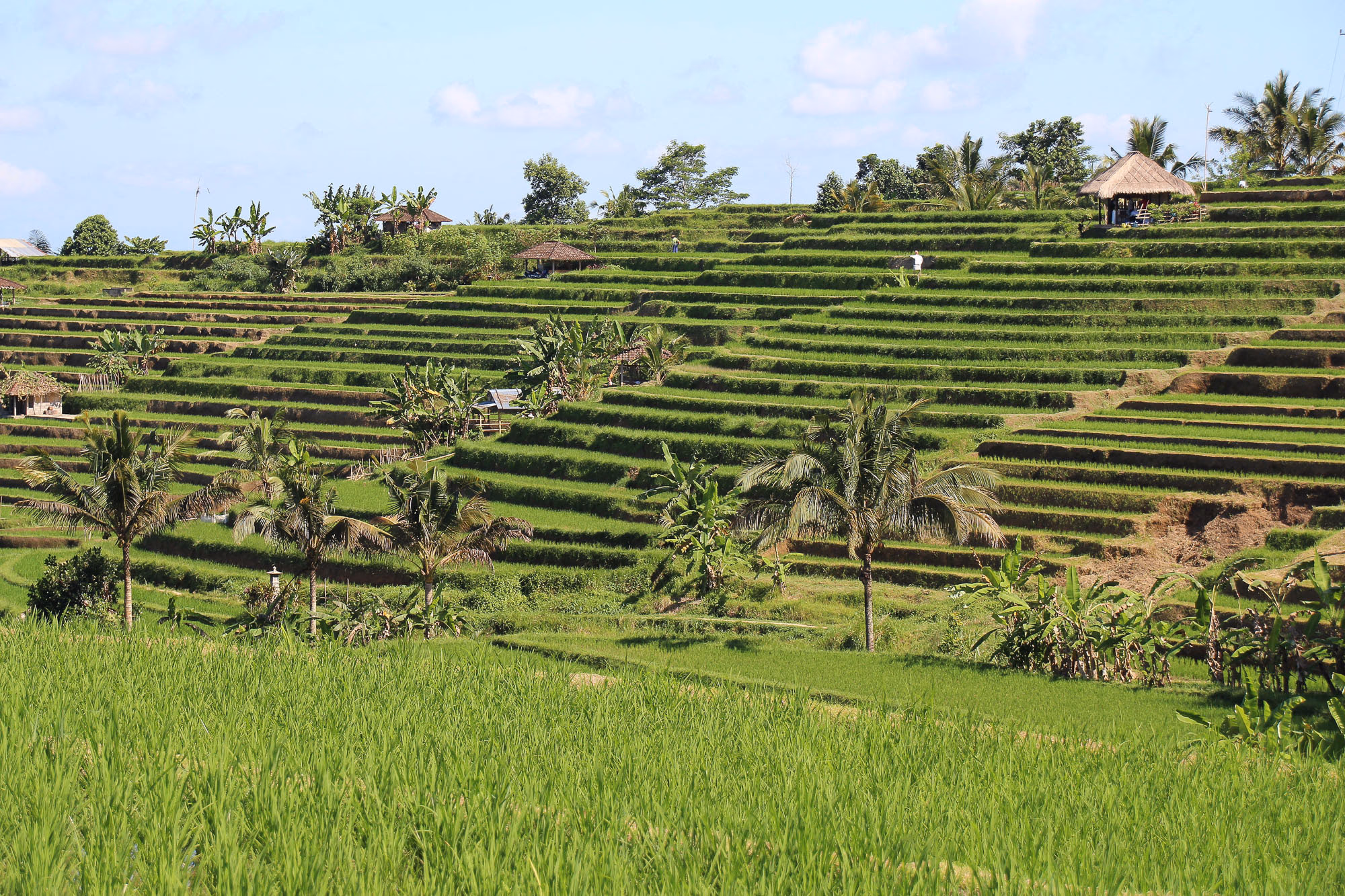 Arrozales de Jatiluwih, Patrimonio de la Humanidad por la UNESCO con terrazas amplias
