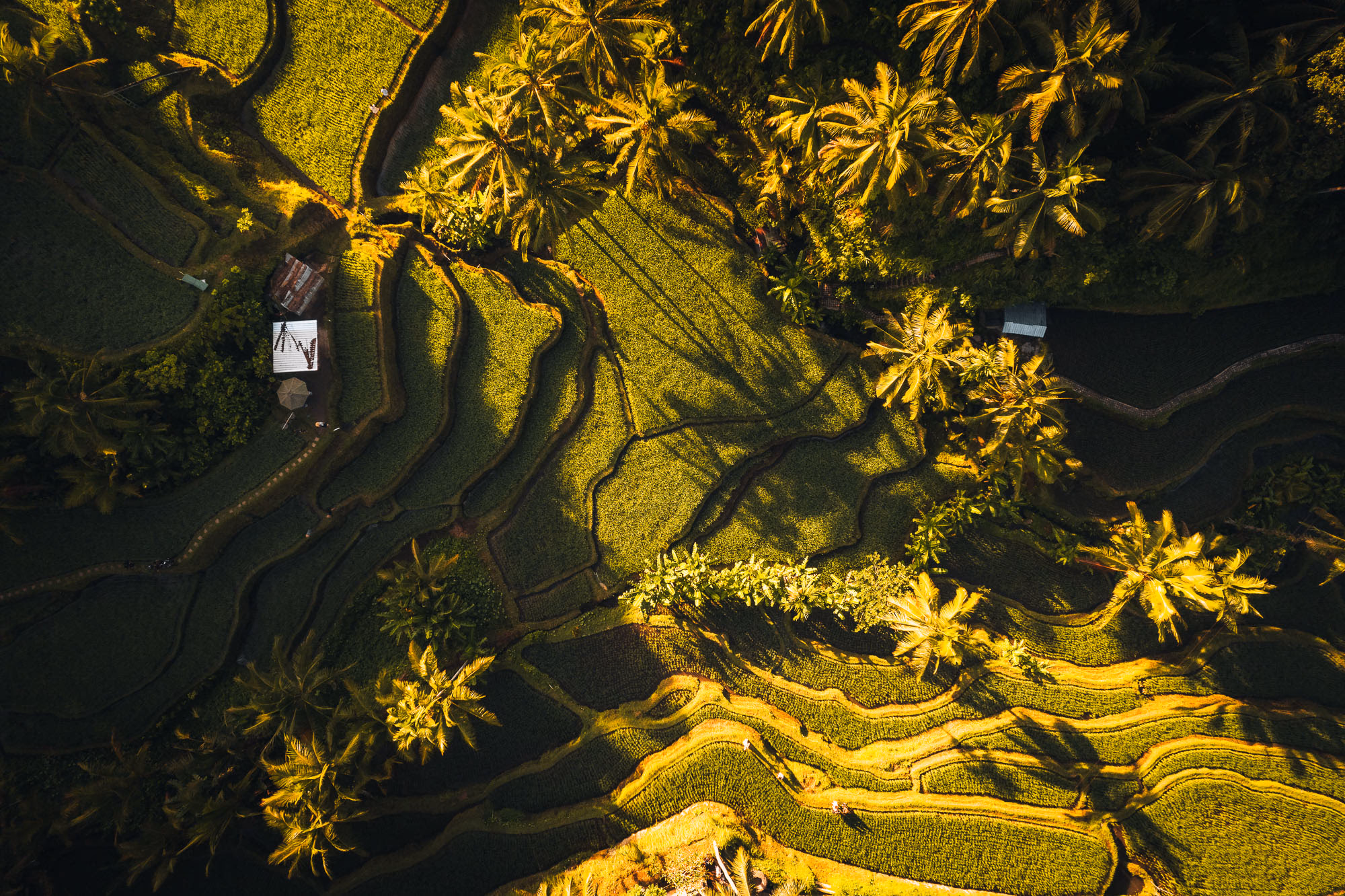 Arrozales de Tegallalang - Terrazas de arroz escalonadas cerca de Ubud, Bali